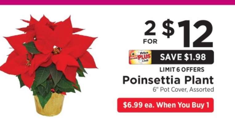 Poinsettia Plant