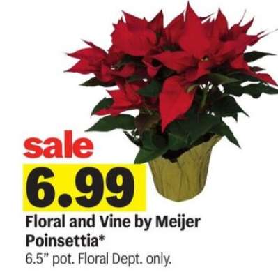 Floral and Vine by Meijer Poinsettia
