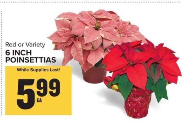 6 Inch Poinsettias