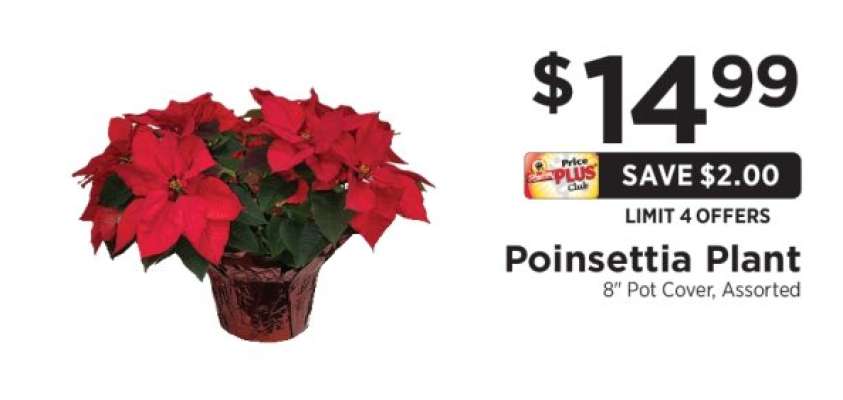 Poinsettia Plant