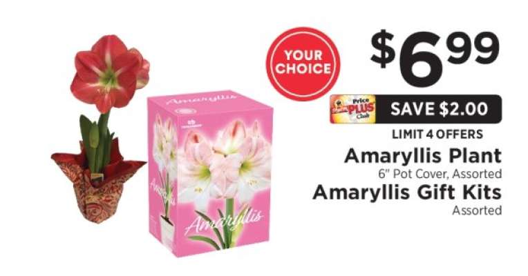 Amaryllis Plant / Amaryllis Gift Kits