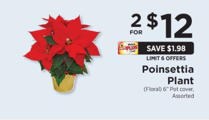 Poinsettia Plant