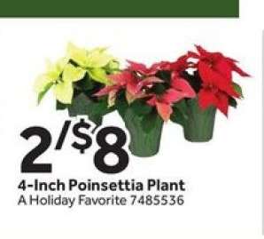 4-Inch Poinsettia Plant