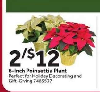 6-Inch Poinsettia Plant