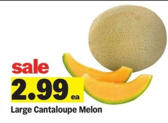Large Cantaloupe Melon
