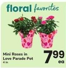 Mini Roses in Love Parade Pot