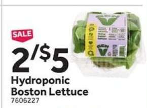 Hydroponic Boston Lettuce