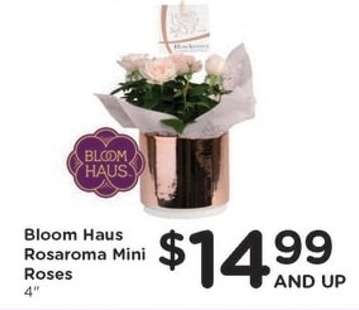 Bloom Haus Rosaroma Mini Roses