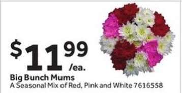 Big Bunch Mums