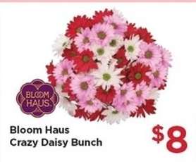 Bloom Haus Crazy Daisy Bunch
