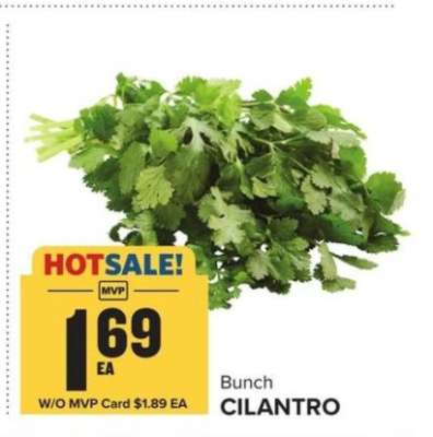Cilantro