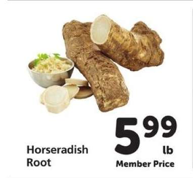 Horseradish Root