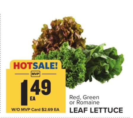 Leaf Lettuce