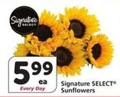 Signature SELECT® Sunflowers