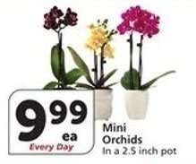 Mini Orchids