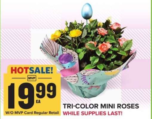 TRI-COLOR MINI ROSES