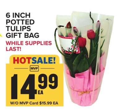 6 Inch Potted Tulips Gift Bag