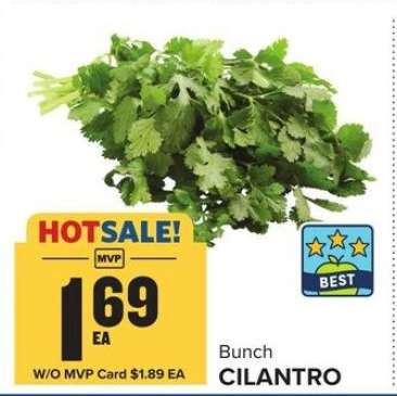 Cilantro