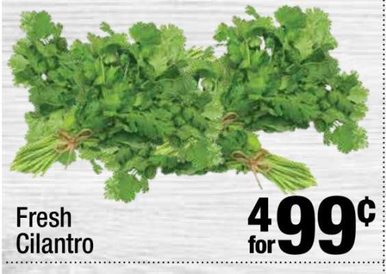 Fresh Cilantro