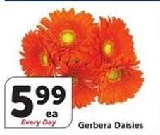 Gerbera Daisies