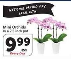 Mini Orchids