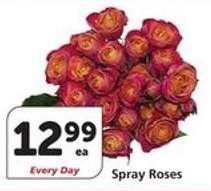 Spray Roses