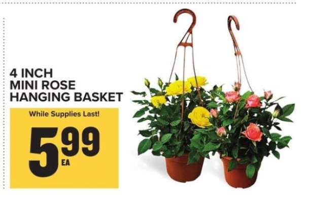 4 Inch Mini Rose Hanging Basket