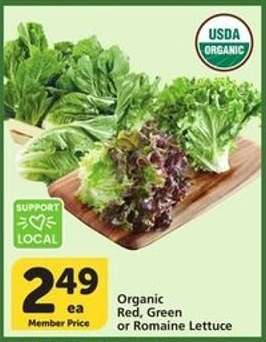 Organic Lettuce
