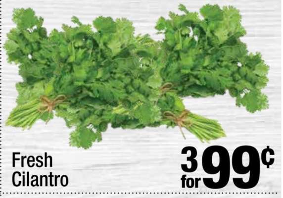 Fresh Cilantro