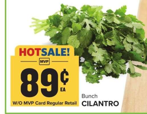Cilantro
