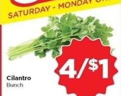Cilantro