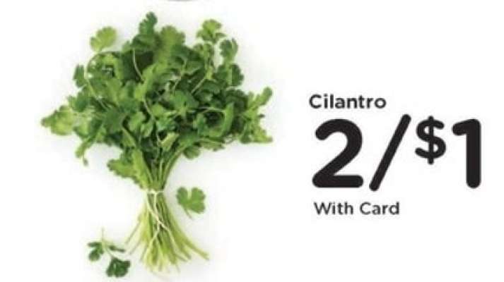 Cilantro