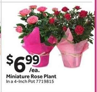 Miniature Rose Plant