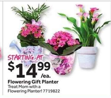 Flowering Gift Planter