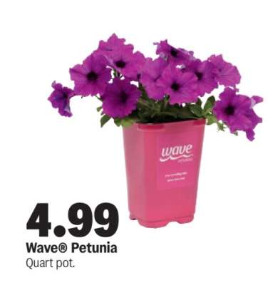 Wave® Petunia