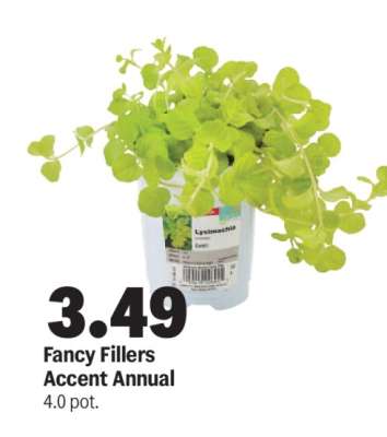 Fancy Fillers Accent Annual