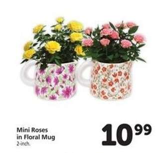 Mini Roses in Floral Mug
