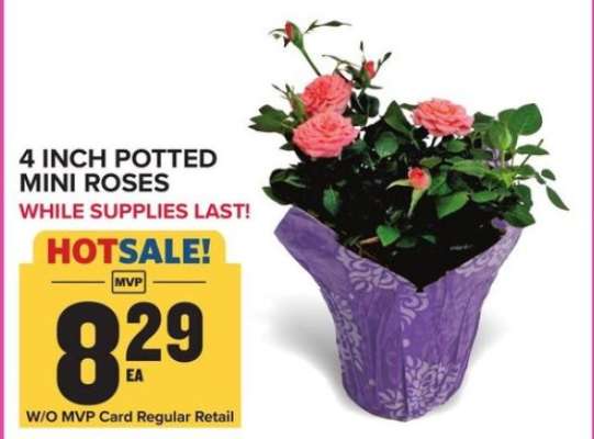 4 Inch Potted Mini Roses