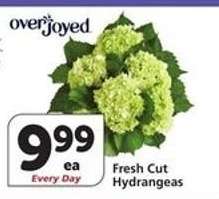 Fresh Cut Hydrangeas