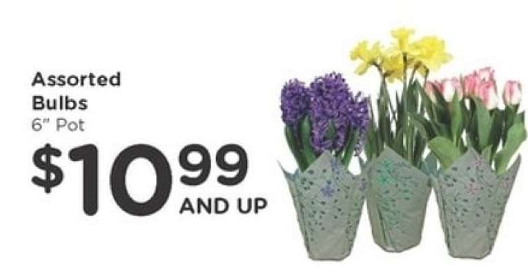 Assorted Bulbs