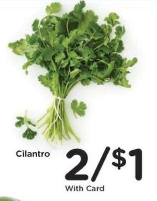 Cilantro