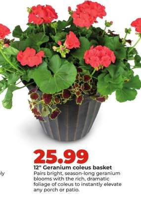 12" Geranium coleus basket