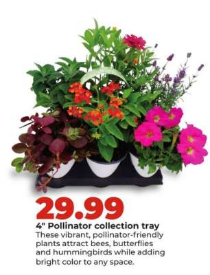4" Pollinator collection tray