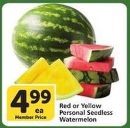 Red or Yellow Personal Seedless Watermelon