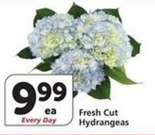 Fresh Cut Hydrangeas