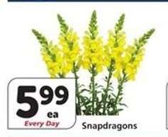 Snapdragons