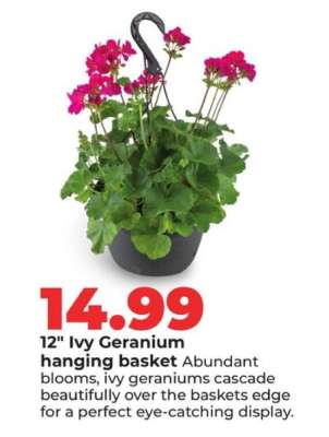 12" Ivy Geranium hanging basket