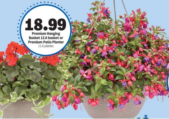 Premium Hanging Basket or Premium Patio Planter