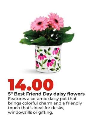 5" Best Friend Day daisy flowers