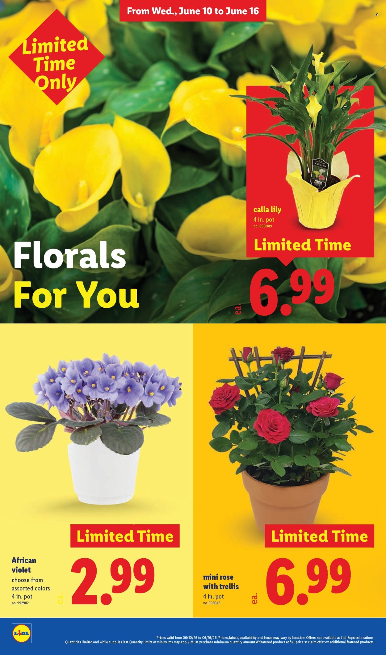 Lidl ad - 06/10/2026 - 06/16/2026. Page 36